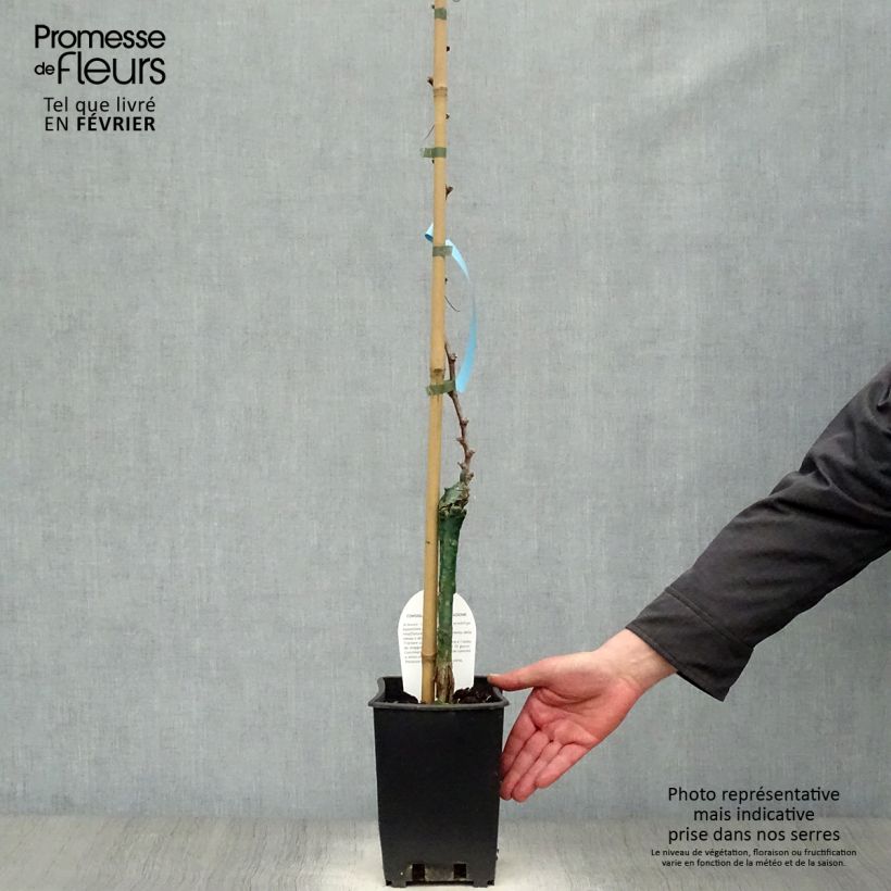 Exemplar von Weinrebe Delizia di Vaprio Topf mit 3L/4L wie im Winter geliefert