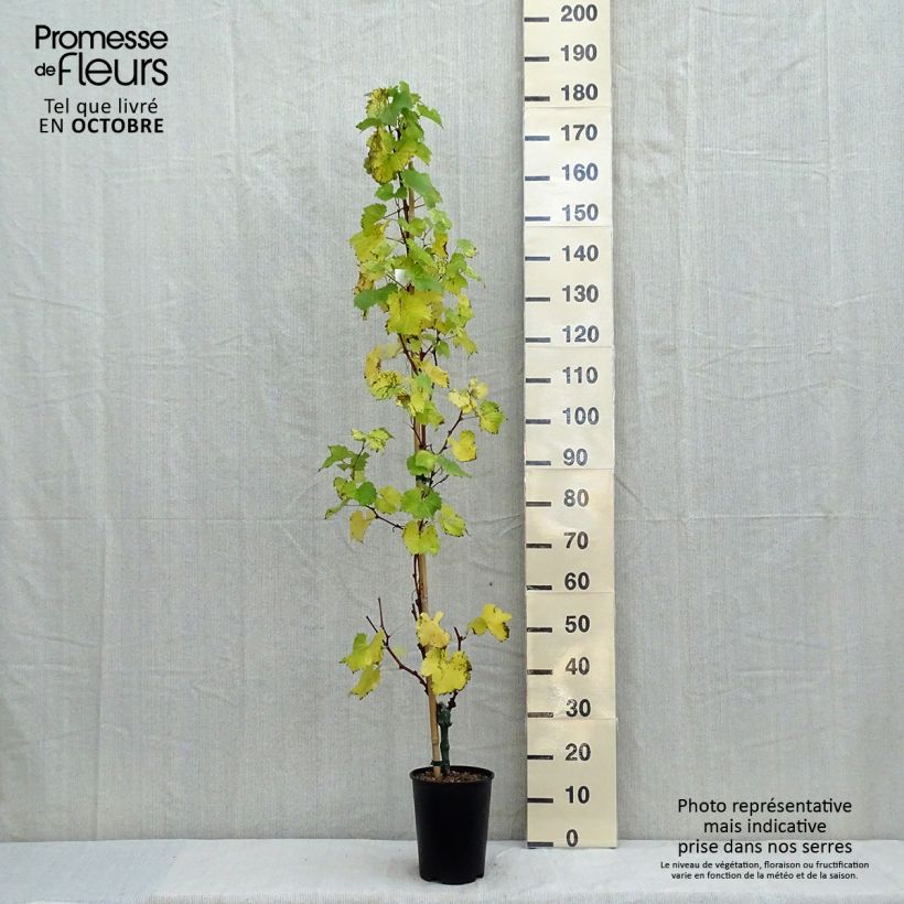 Exemplar von Weinrebe EVITA Topf mit 4L/5L wie im Herbst geliefert