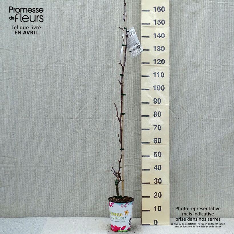 Exemplar von Weinrebe Katharina Topf mit 4L/5L wie im Frühjahr geliefert