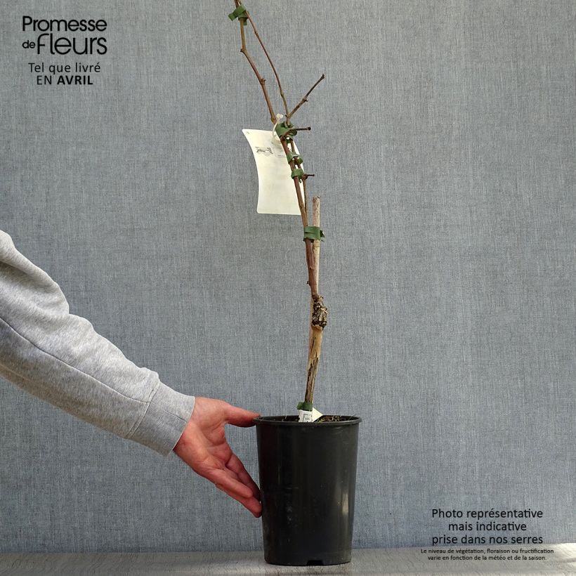 Exemplar von Weinrebe Merlot Topf mit 2L/3L wie im Frühjahr geliefert