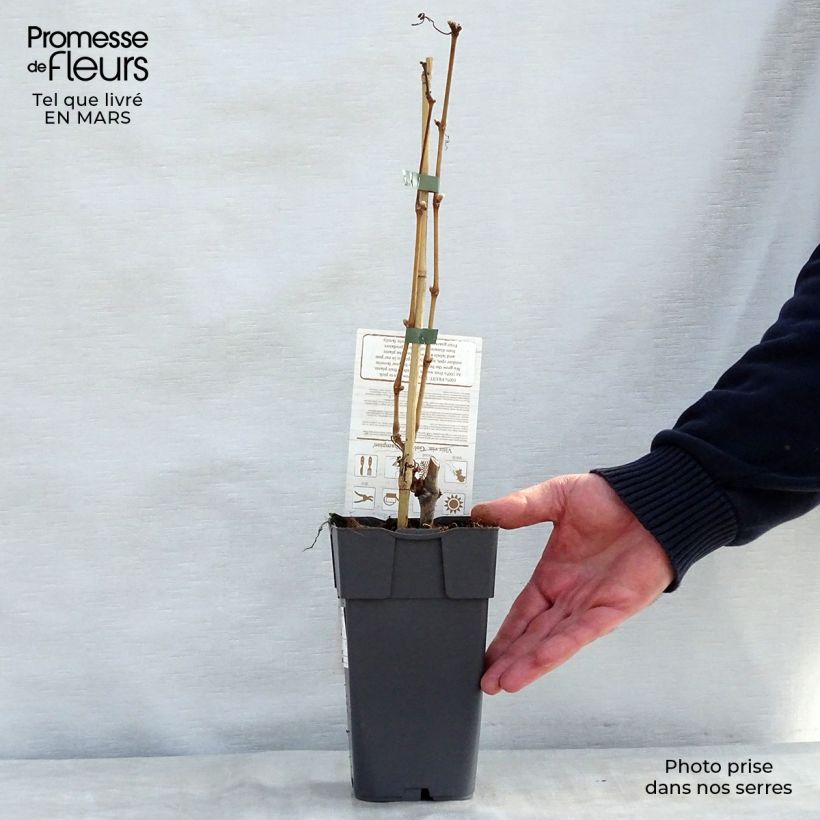 Exemplar von Weinrebe champion Topf mit 2L/3L wie im Frühjahr geliefert