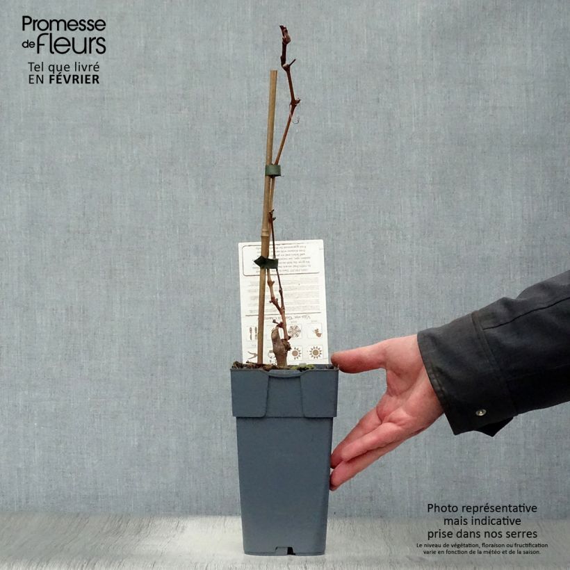 Exemplar von Weinrebe champion Topf mit 2L/3L wie im Winter geliefert