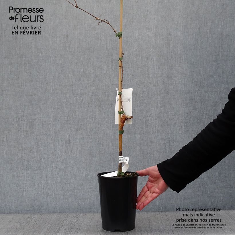 Exemplar von Weinrebe Muscat d'Alexandrie Topf mit 2L/3L wie im Winter geliefert