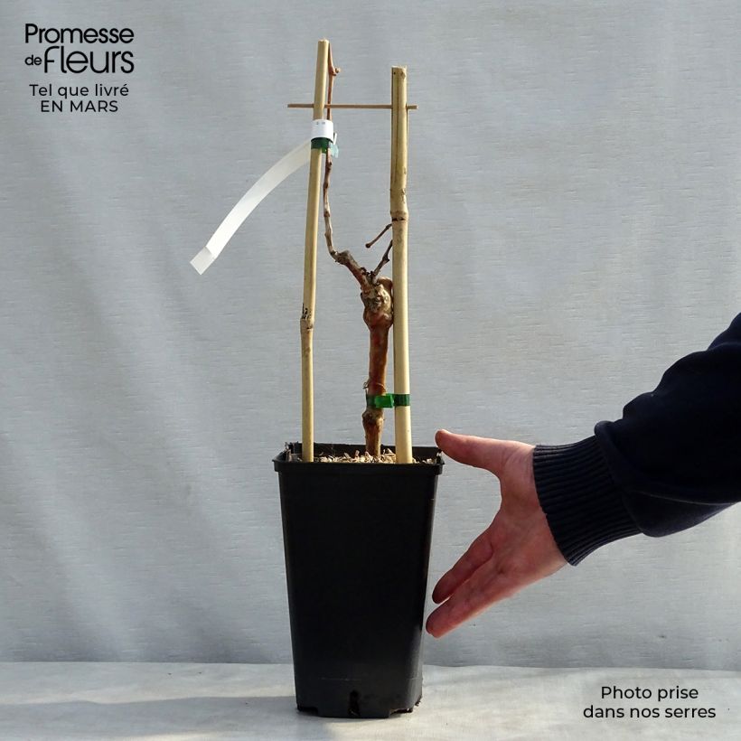 Exemplar von Weinrebe Muscat de Hambourg Topf mit 1,5L/2L wie im Frühjahr geliefert