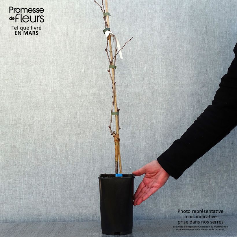 Exemplar von Weinrebe Ora ZPd4 Topf mit 2L/3L wie im Winter geliefert