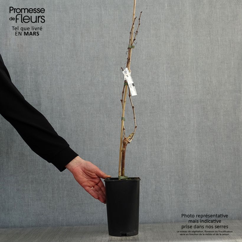 Exemplar von Weinrebe Perle de Csaba Topf mit 1,5L/2L wie im Winter geliefert