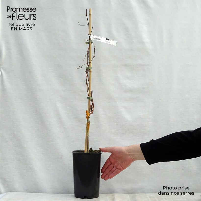 Exemplar von Weinrebe Pied de Perdrix Topf mit 2L/3L wie im Frühjahr geliefert