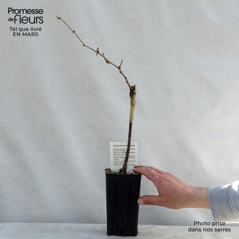 Exemplar von Weinrebe Riesling Topf mit 1,5L/2L wie im Frühjahr geliefert