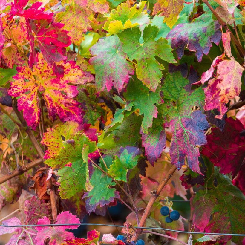 Weinrebe Brant (Laub)