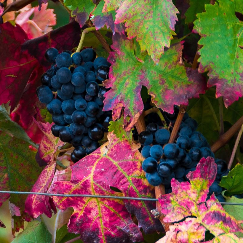 Weinrebe Brant (Ernte)