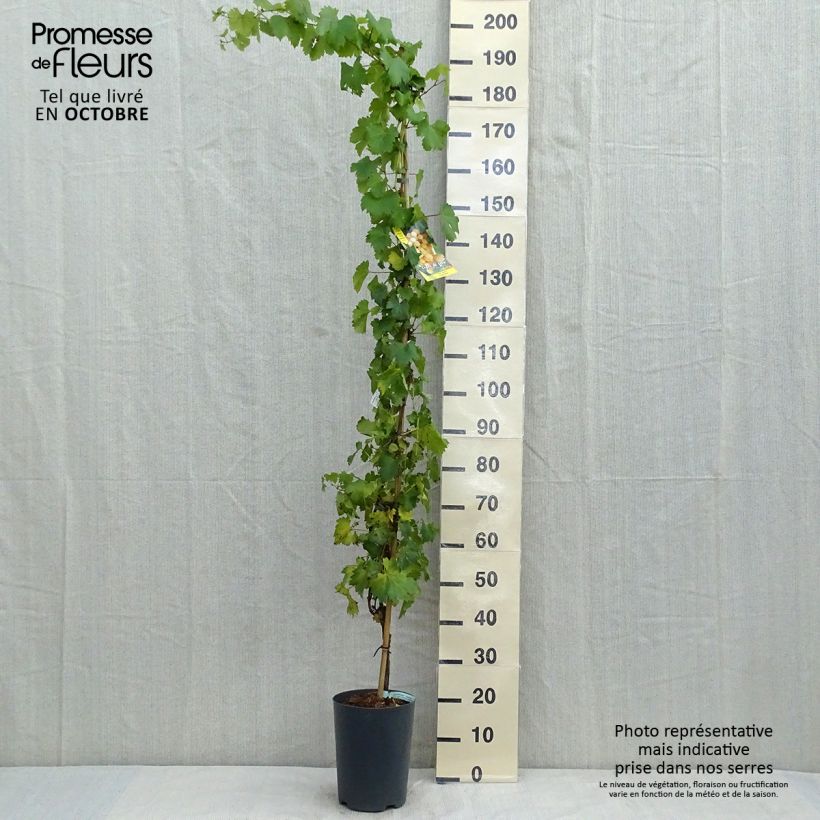 Exemplar von Weinrebe Palatina Topf mit 4L/5L wie im Herbst geliefert