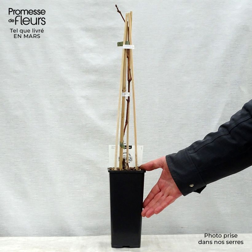 Exemplar von Weinrebe Vroege Van Der Laan Topf mit 1,5L/2L wie im Frühjahr geliefert