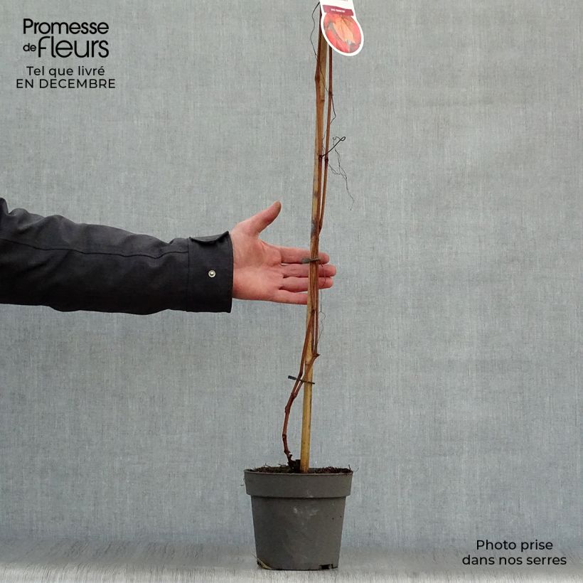 Exemplar von Vitis coignetiae - Zier-Wein Topf mit 2L/3L wie im Winter geliefert