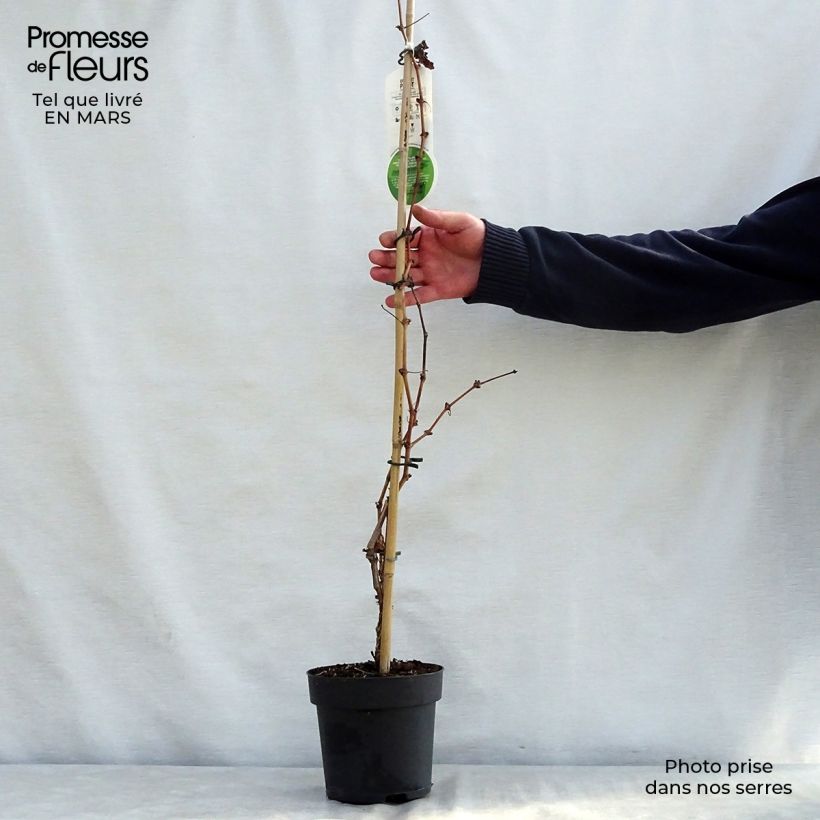 Exemplar von Weinrebe Purpurea Topf mit 2L/3L wie im Frühjahr geliefert