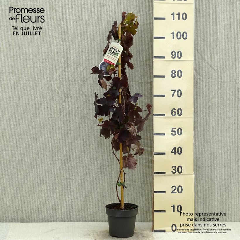 Exemplar von Weinrebe Purpurea Topf mit 2L/3L wie im Sommer geliefert