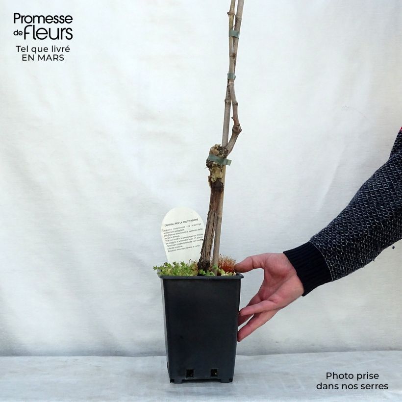 Exemplar von Weinrebe Aperina bianca Topf mit 3L/4L wie im Winter geliefert