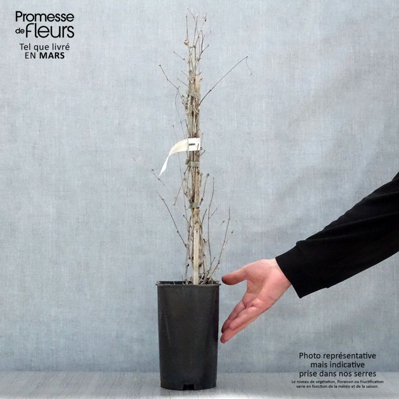 Exemplar von Ampelopsis brevipedunculata Elegans - Ussuri-Scheinrebe Topf mit 3L/4L wie im Frühjahr geliefert