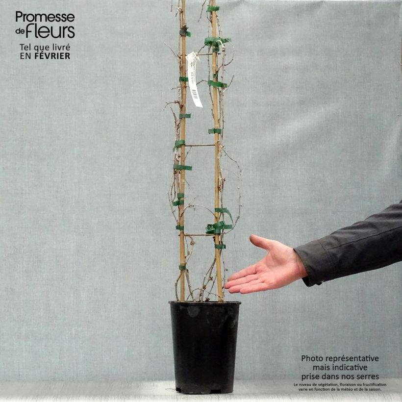 Exemplar von Kletterwein Fenway Park - Parthenocissus tricuspidata Topf mit 4L/5L wie im Winter geliefert