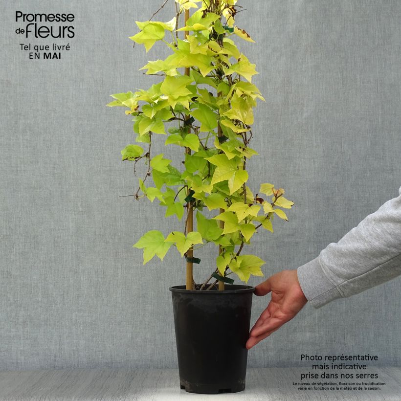 Exemplar von Kletterwein Fenway Park - Parthenocissus tricuspidata Topf mit 4L/5L wie im Frühjahr geliefert