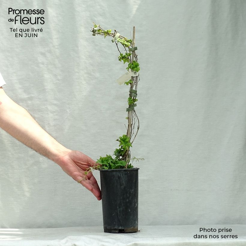 Exemplar von Kletterwein Lowii - Parthenocissus tricuspidata Topf mit 2L/3L wie im Sommer geliefert
