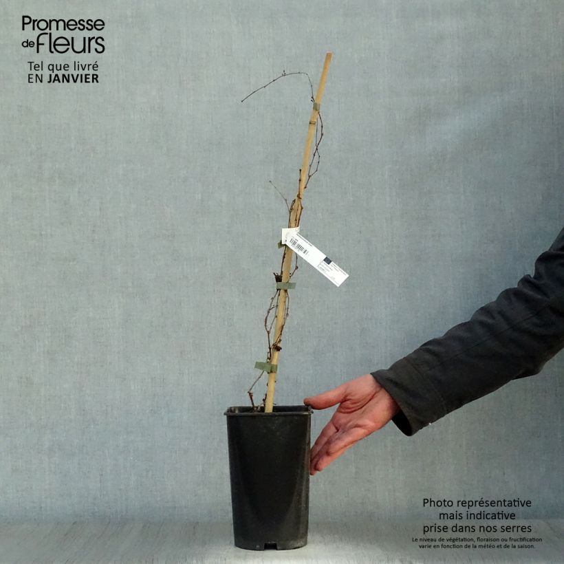 Exemplar von Kletterwein Lowii - Parthenocissus tricuspidata Topf mit 2L/3L wie im Winter geliefert