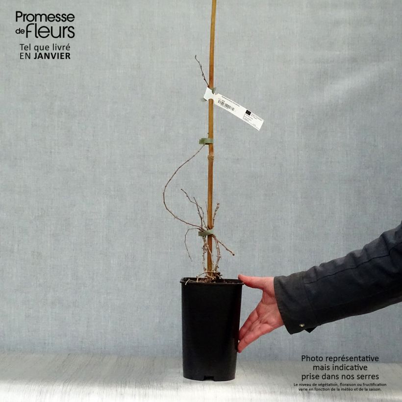 Exemplar von Kletterwein Minutifolia - Parthenocissus tricuspidata Topf mit 2L/3L wie im Winter geliefert