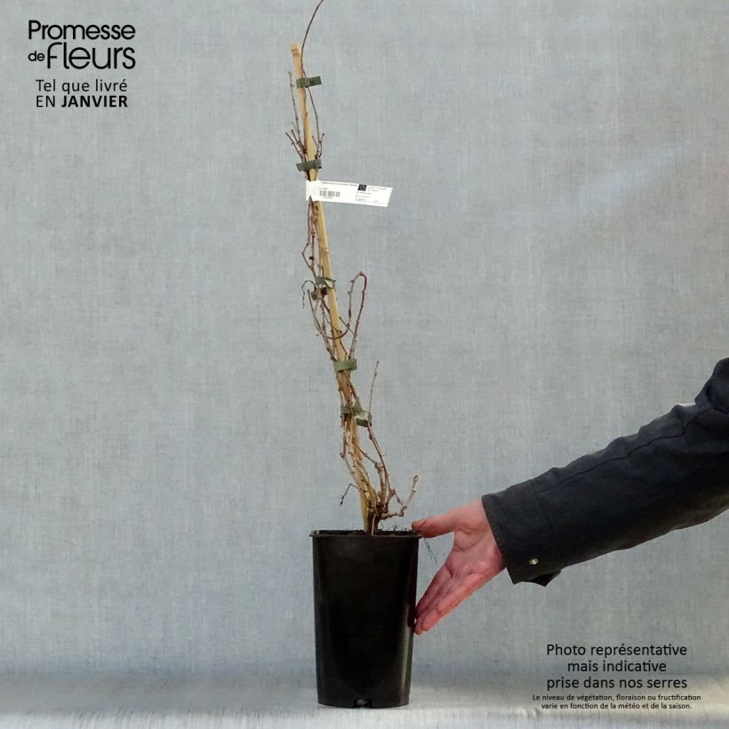 Exemplar von Kletterwein Veitchii Robusta - Parthenocissus tricuspidata Topf mit 1,5L/2L wie im Winter geliefert