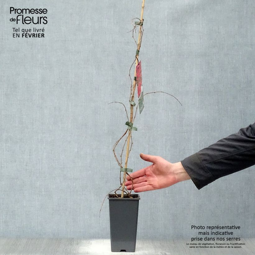 Exemplar von Kletterwein Veitchii - Parthenocissus tricuspidata Topf mit 2L/3L wie im Winter geliefert