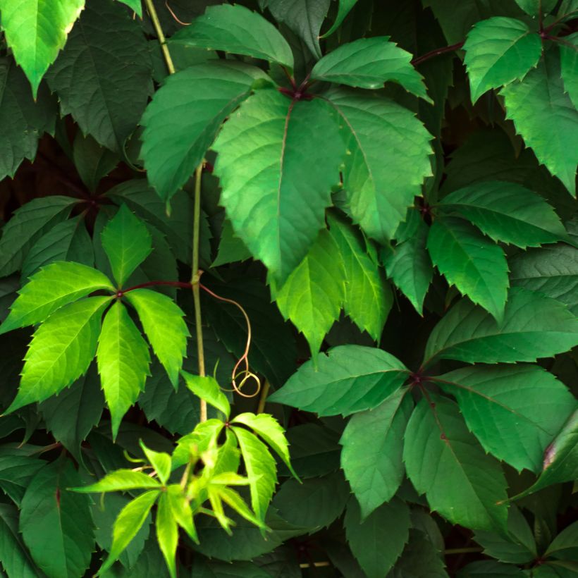 Gewöhnliche Jungfernrebe - Parthenocissus viteacea (Laub)