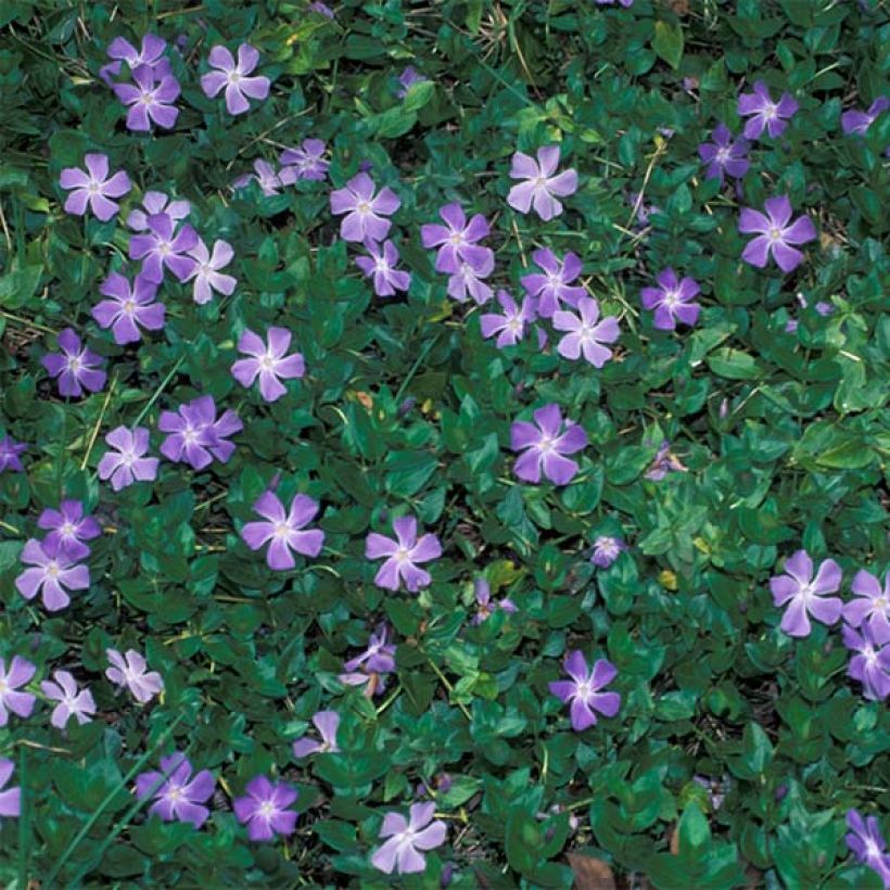 Vinca major - Großes Immergrün (Hafen)