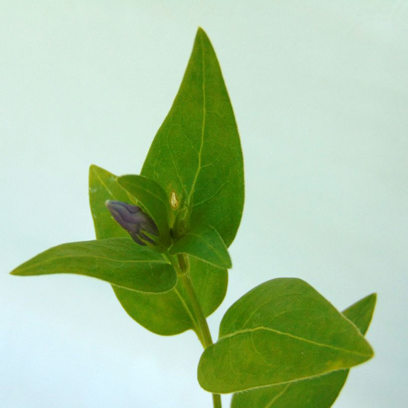 Vinca major - Großes Immergrün (Laub)