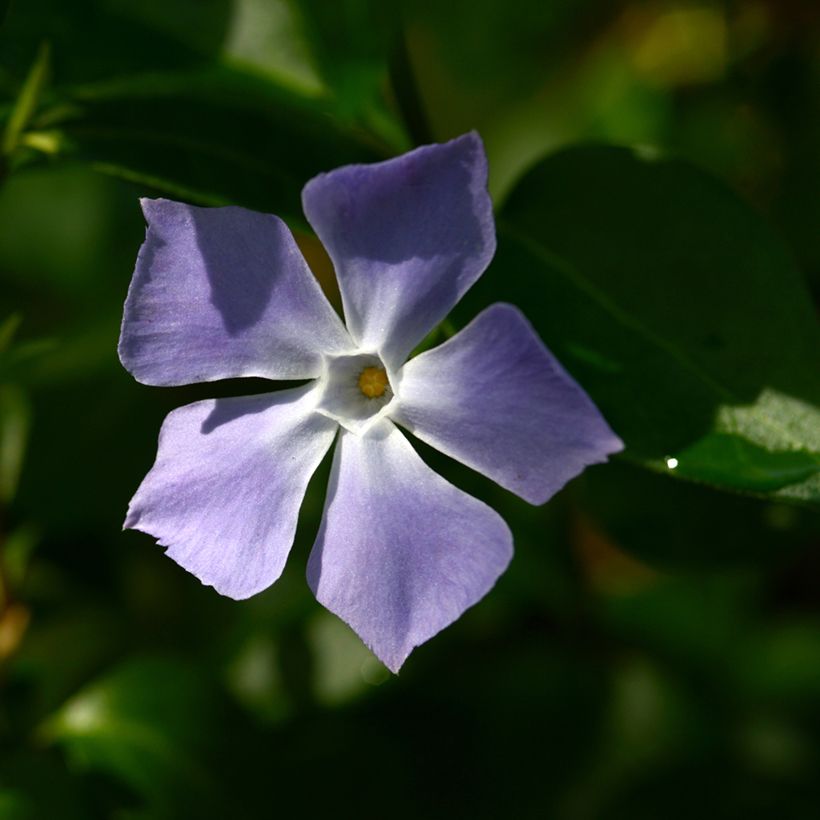 Vinca major - Großes Immergrün (Blüte)