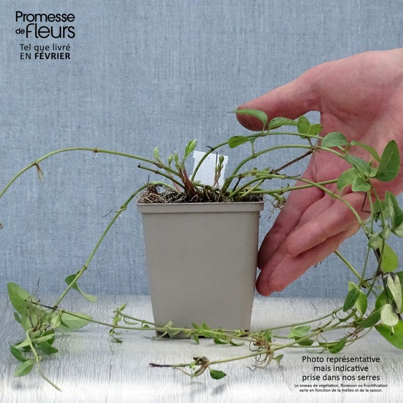 Exemplar von Kleines Immergrün Alba - Vinca minor Kleine Töpfe von 8/9 cm wie im Winter geliefert