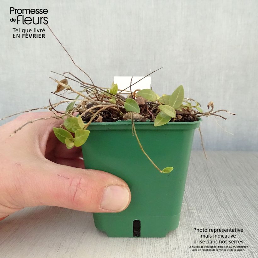 Exemplar von Kleines Immergrün Anna - Vinca minor Kleine Töpfe von 8/9 cm wie im Winter geliefert