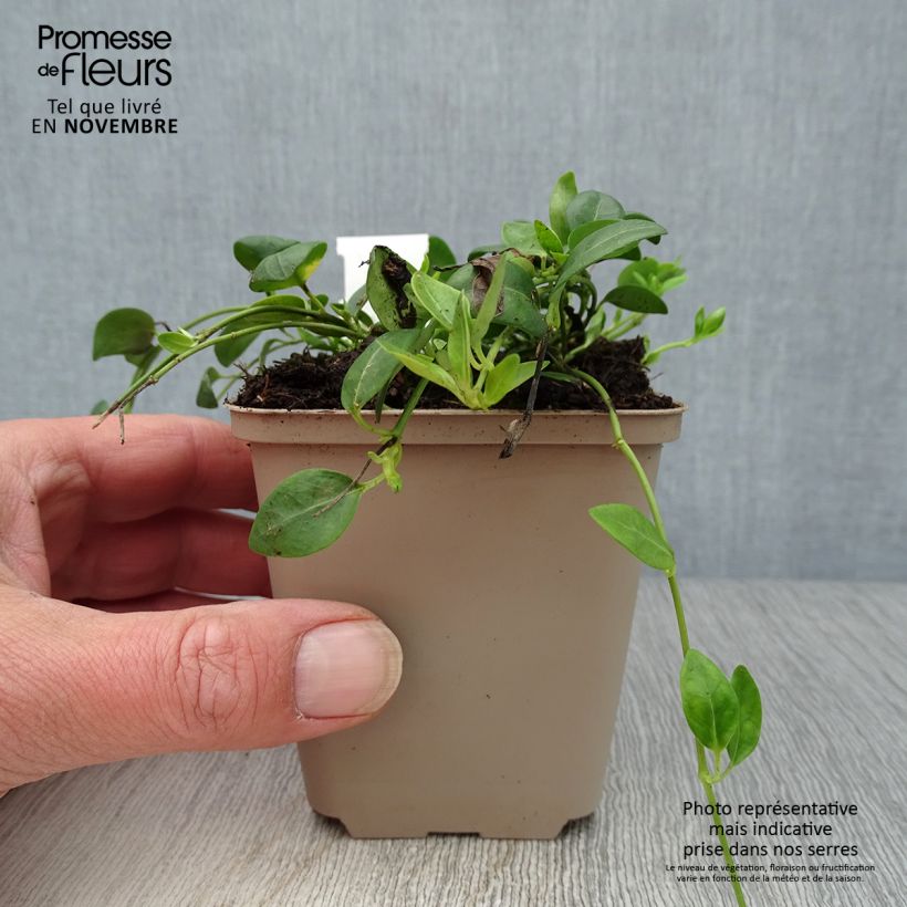 Exemplar von Kleines Immergrün Gertrude Jekyll - Vinca minor Kleine Töpfe von 8/9 cm wie im Herbst geliefert