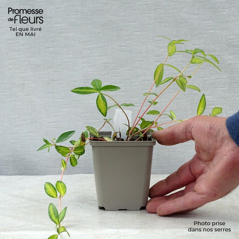 Exemplar von Kleines Immergrün Illumination - Vinca minor Kleine Töpfe von 8/9 cm wie im Frühjahr geliefert