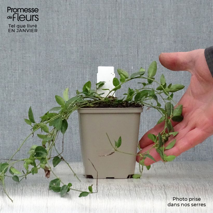 Exemplar von Kleines Immergrün Josefine - Vinca minor Kleine Töpfe von 8/9 cm wie im Winter geliefert