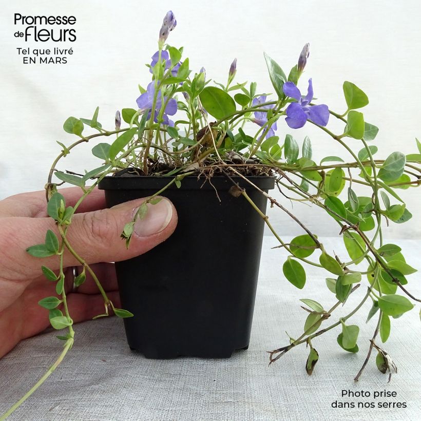 Exemplar von Kleines Immergrün Marie - Vinca minor Kleine Töpfe von 8/9 cm wie im Frühjahr geliefert