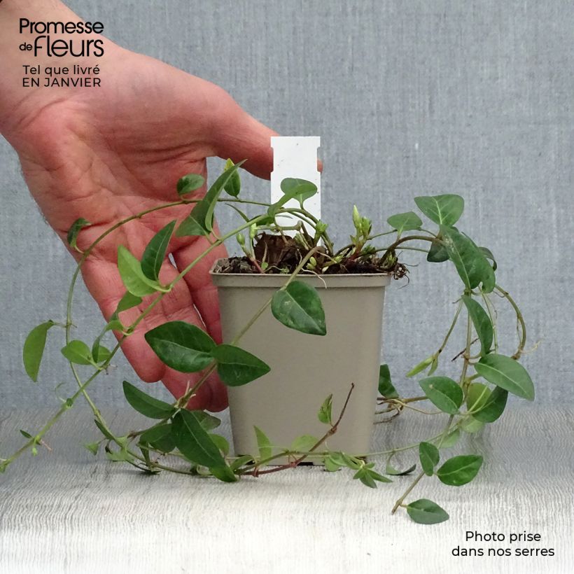 Exemplar von Kleines Immergrün White Power - Vinca minor Kleine Töpfe von 8/9 cm wie im Winter geliefert