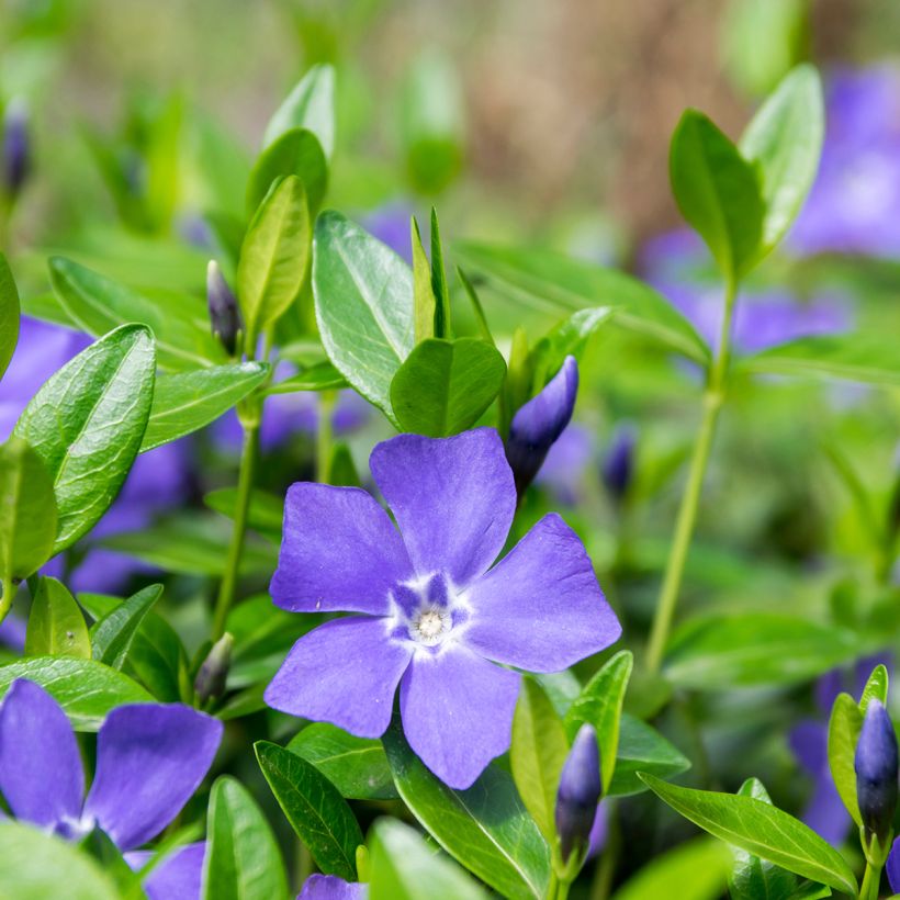 Vinca minor - Kleines Immergrün (Blüte)