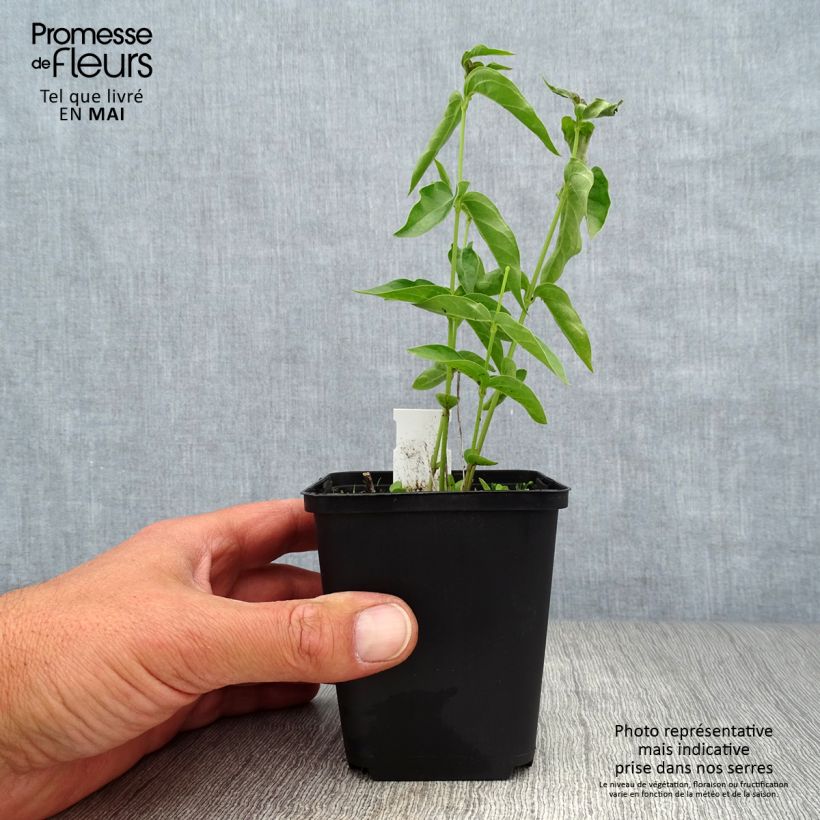 Exemplar von Vincetoxicum hirundinaria - Weiße Schwalbenwurz Kleine Töpfe von 8/9 cm wie im Frühjahr geliefert