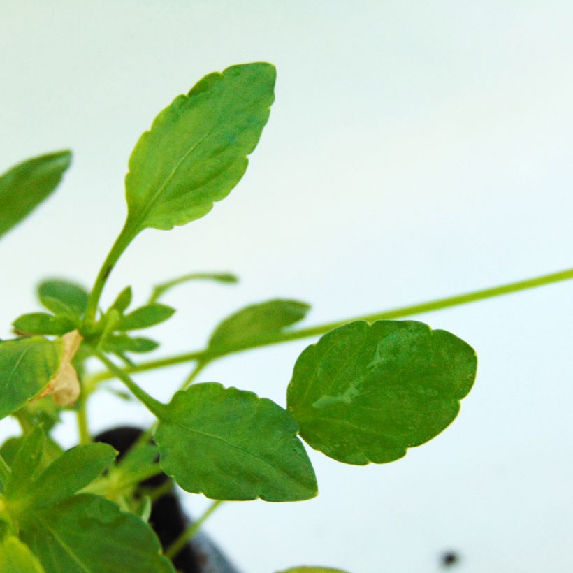 Horn-Veilchen Columbine (Laub)