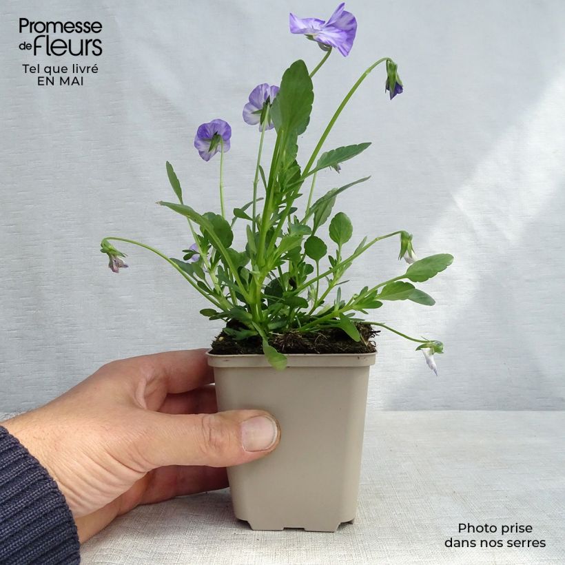 Exemplar von Horn-Veilchen Columbine Kleine Töpfe von 8/9 cm wie im Frühjahr geliefert