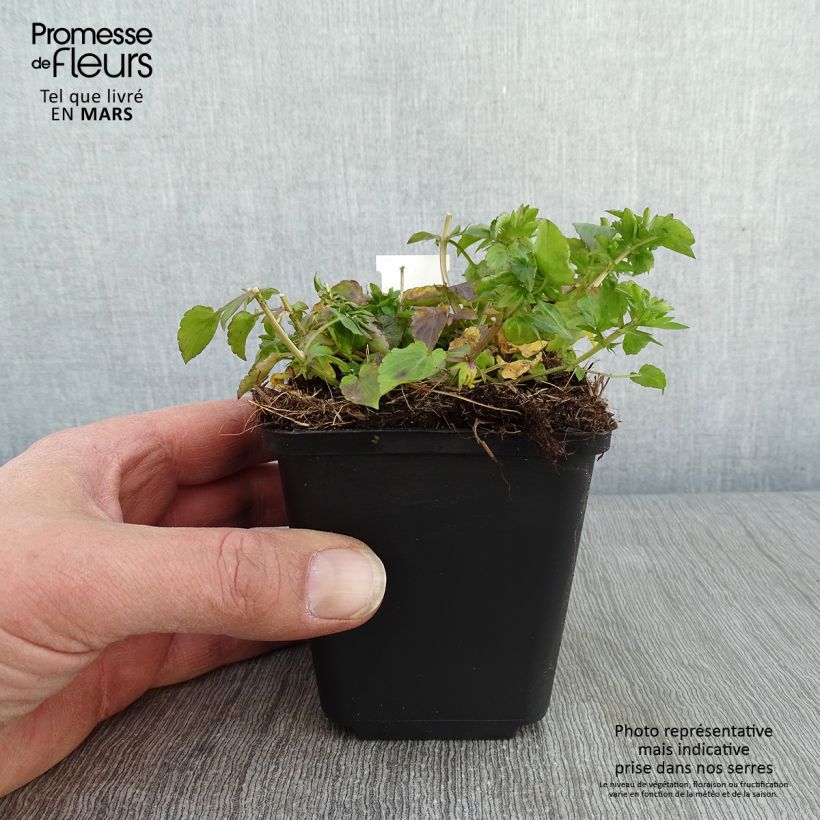 Exemplar von Horn-Veilchen Icy but spicy Kleine Töpfe von 8/9 cm wie im Winter geliefert