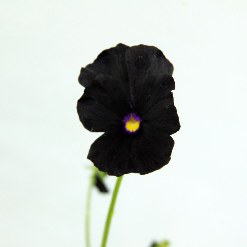Horn-Veilchen Molly Sanderson (Blüte)