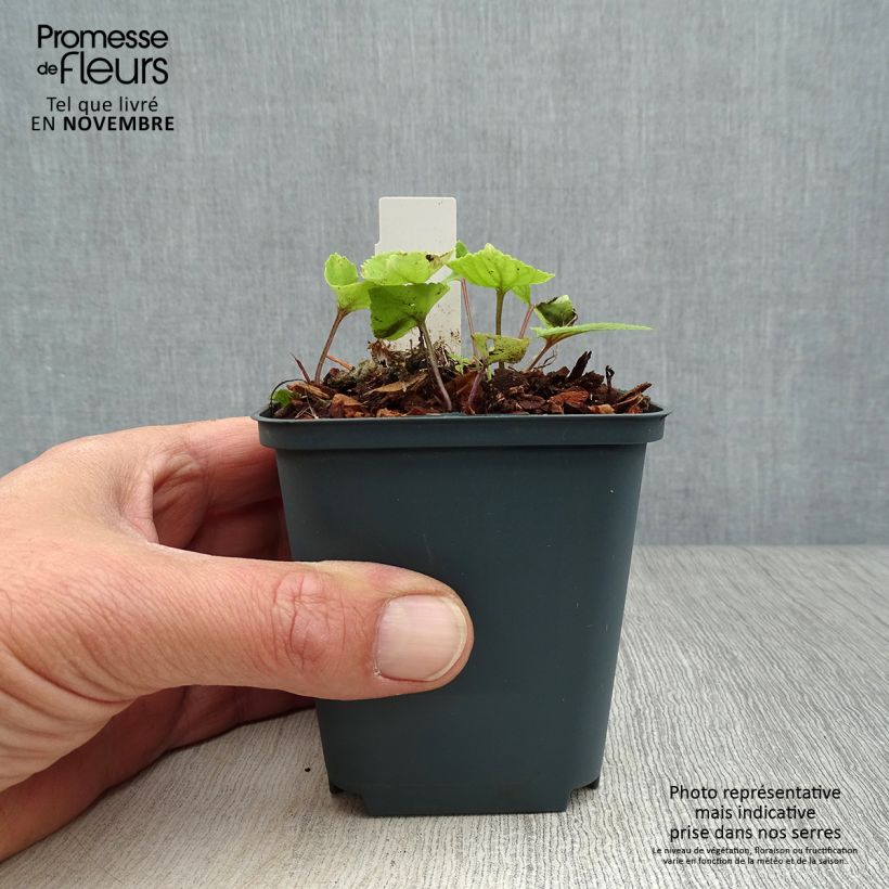 Exemplar von Viola koreana Mars - Koreanisches Veilchen Kleine Töpfe von 8/9 cm wie im Herbst geliefert