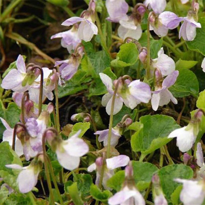 Viola odorata Mrs R Barton - März-Veilchen (Blüte)