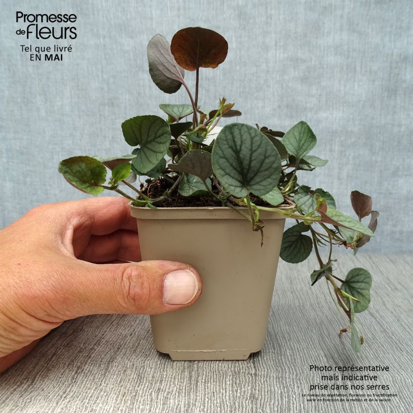 Exemplar von Viola walteri Silver Gem - Veilchen Kleine Töpfe von 8/9 cm wie im Frühjahr geliefert