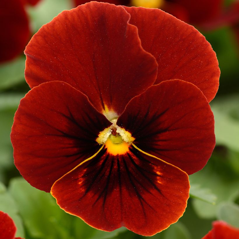 Horn-Veilchen Sorbet Xp Red (Blüte)