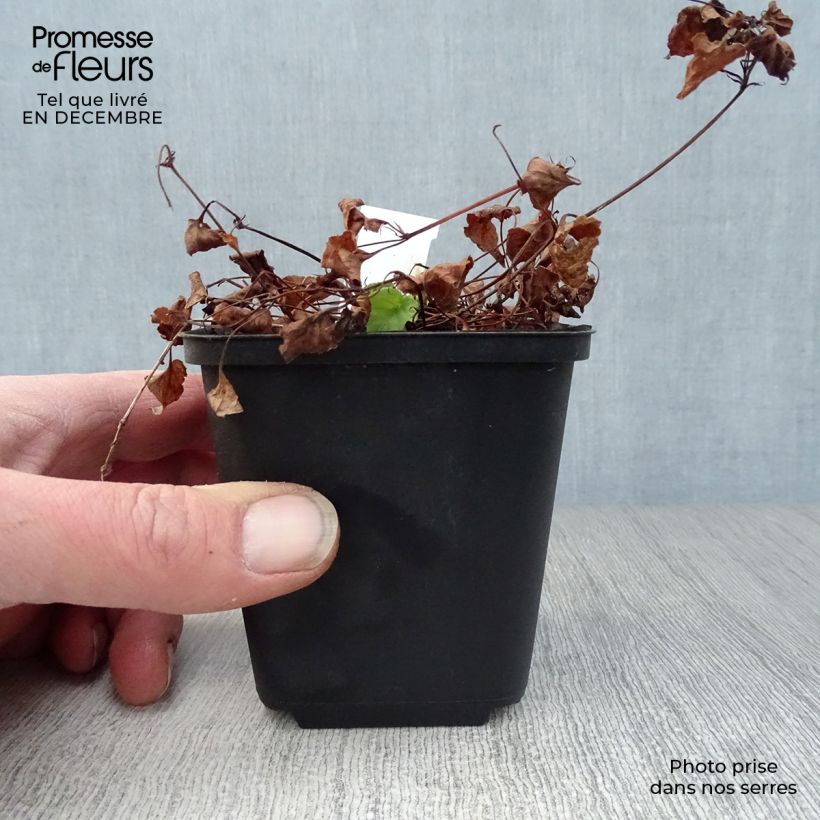 Exemplar von Viola reichenbachiana - Reichenbachs Veilchen Kleine Töpfe von 8/9 cm wie im Winter geliefert